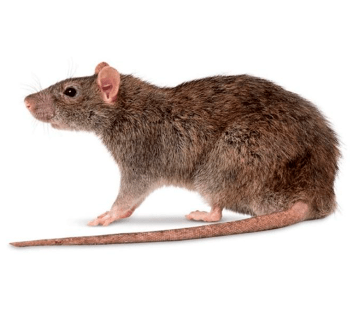 Tipos de Ratos: Ratazana