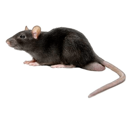 Tipos de Ratos: Rato do Telhado
