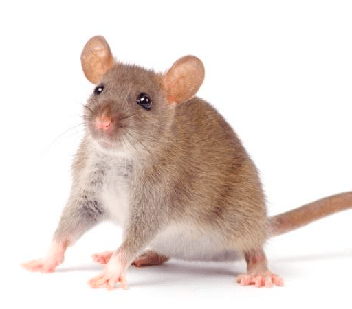 Tipos de Ratos: Camundongo
